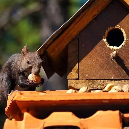 House Holiday home Divcibare