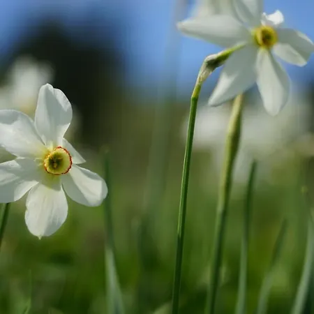 Holiday home House Divcibare