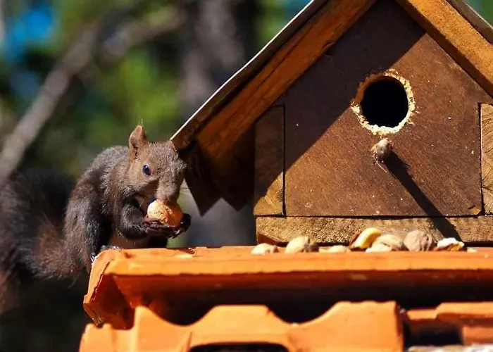 House Vikendica Divcibare