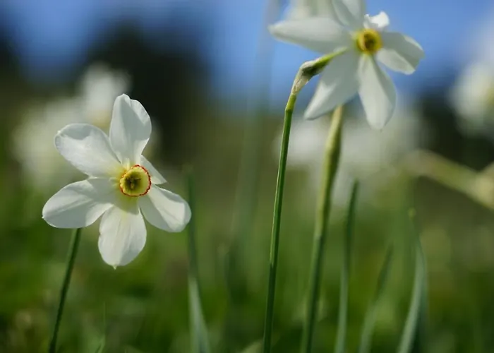 Vikendica House Divcibare